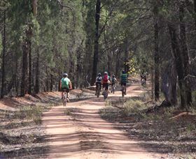 Pilliga Forest - Tourism Canberra 7