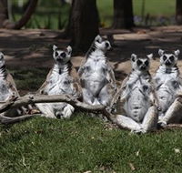 Savannah Visitor Plaza Taronga Western Plains Zoo Dubbo - Tourism Canberra