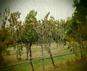 Red Earth Estate Vineyard - Tourism Canberra 8