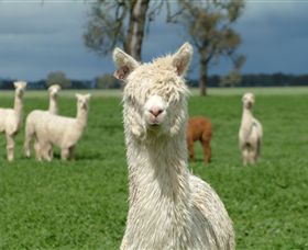 Creswick Woollen Mills - Tourism Canberra 1