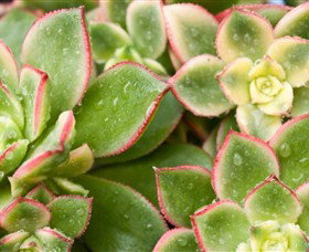 Billabong Garden Complex & Cafe - Tourism Canberra 0