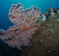 Luncheon Bay Dive Site - Tourism Canberra