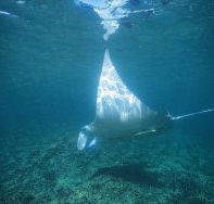 Manta Ray Bay Dive Site - Tourism Canberra
