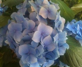 Abandon Stress Mobile Massage - Tourism Canberra 3