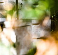 Bees on Keswick Island - Tourism Canberra