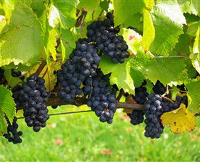 Paramoor Winery - Tourism Canberra 5