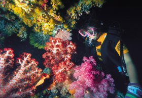 Bait Reef And Garys Lagoon Dive Site - Tourism Canberra 1