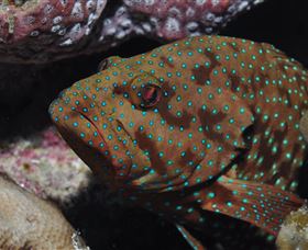 Challenger Bay Dive Site - Tourism Canberra 3