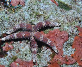 Challenger Bay Dive Site - Tourism Canberra 2