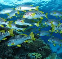 Challenger Bay Dive Site - Tourism Canberra