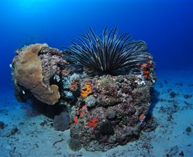 Challenger Bay Dive Site - Tourism Canberra 1