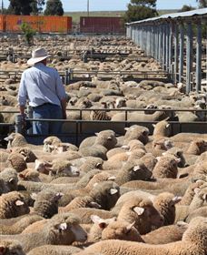 Livestock Marketing Centre - Tourism Canberra 0