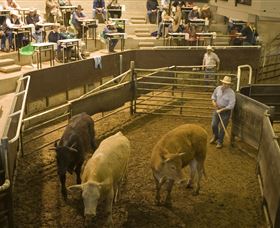 Livestock Marketing Centre - Tourism Canberra 1