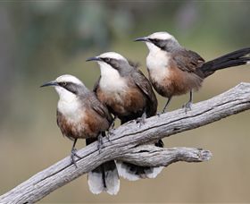 Winton Wetlands Reserve - Tourism Canberra 1