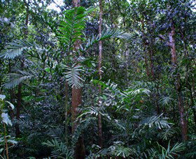 Kutini-Payamu (Iron Range) National Park (CYPAL) - Tourism Canberra 2