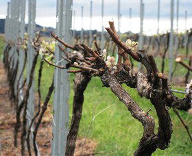 Stockmans Ridge Wines - Tourism Canberra 2