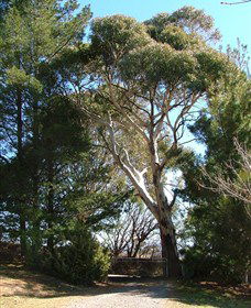 Habitat Vineyard - Tourism Canberra 1