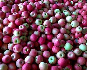 Hillside Orchard - Tourism Canberra 0
