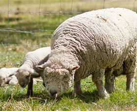 Short Sheep Micro-Winery - Tourism Canberra 6
