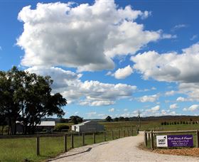 Short Sheep Micro-Winery - Tourism Canberra 8