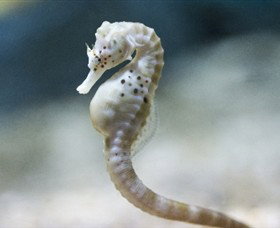 SEA LIFE Melbourne Aquarium - Tourism Canberra 0