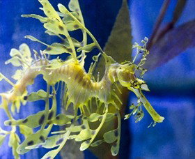 SEA LIFE Melbourne Aquarium - Tourism Canberra 1