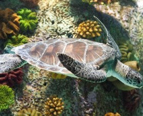SEA LIFE Melbourne Aquarium - Tourism Canberra 5