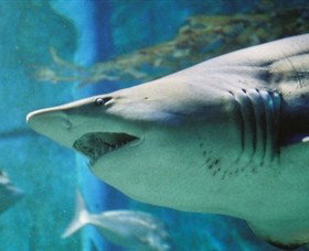 SEA LIFE Melbourne Aquarium - Tourism Canberra 8
