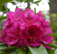 Campbell Rhododendron Gardens - Tourism Canberra