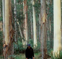 Blue Gum Forest - Tourism Canberra