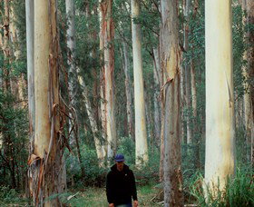 Blue Gum Forest - Tourism Canberra 0