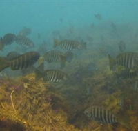 Bunurong Marine and Coastal Park - Tourism Canberra