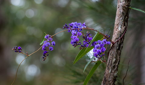 Mann River Nature Reserve - Tourism Canberra 0