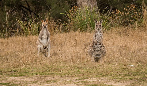 Mann River Nature Reserve - Tourism Canberra 1