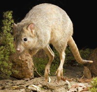 Kanyana Wildlife Rehabilitation Centre - Tourism Canberra