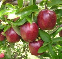 Top 40 Orchard - Tourism Canberra