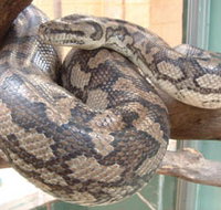 Armadale Reptile Centre - Tourism Canberra