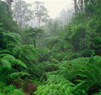 Tarra Bulga National Park - Tourism Canberra
