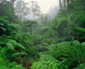 Tarra Bulga National Park - Tourism Canberra 0