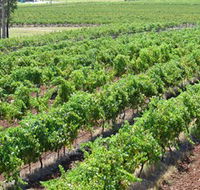 Pokolbin Brothers Wines Hunter Valley - Tourism Canberra
