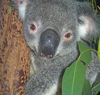 Hunter Valley Zoo - Tourism Canberra