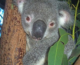Hunter Valley Zoo - Tourism Canberra 0