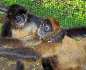 Hunter Valley Zoo - Tourism Canberra 5