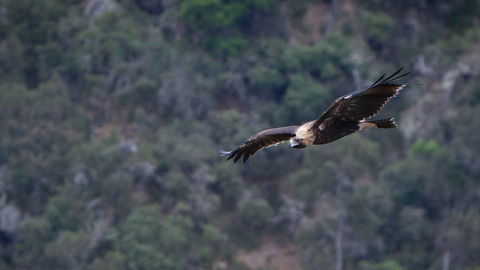Oxley Wild Rivers National Park - Tourism Canberra 2