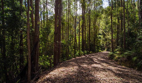 Myrtle Scrub Scenic Drive - Tourism Canberra 1