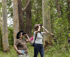 Chichester State Forest - Tourism Canberra 0