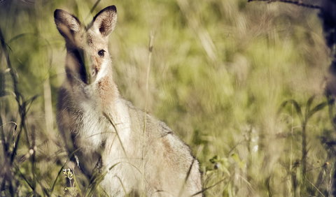 Richmond Range National Park - Tourism Canberra 1
