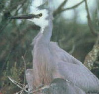 Jack Smith Lake State Game Reserve - Tourism Canberra