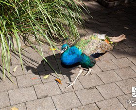 Blackbutt Reserve - Tourism Canberra 6