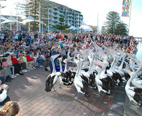 Pelican Feeding - Tourism Canberra 0